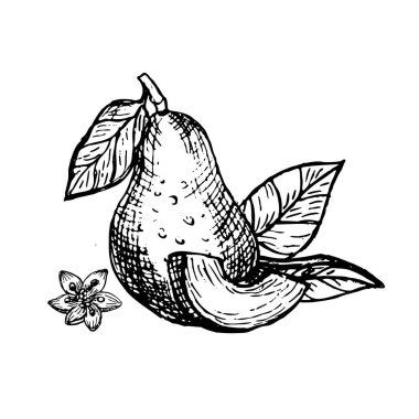 Avokado çizilmiş vektör eli ve doğranmış parçalar izole edilmiş, çizimler doğrusal vintage tarzında. Avokadoyu bir bütün halinde taşıyıp çiçekle dilimleyip logo, marka ve ambalaj için yapraklar oluşturuyor.