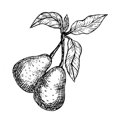 El çizimi vektör avokado klipsi sanatı. Klasik doğrusal dalda iki avokado meyvesi. Yalıtılmış ambalaj ve ambalaj için tropikal sebzelerin bileşimi.