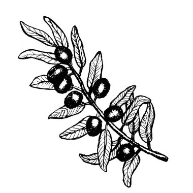 Zeytin dalı izole edilmiş vektör vintage botanik çizimi. Meyveli zeytin bitkisinin el çizimi..