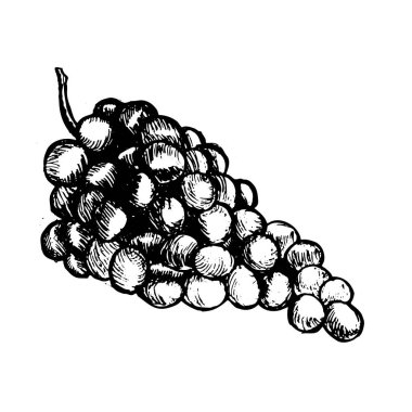 Üzüm çiziminin klasik çizimi. Mürekkep çizilmiş asma kat vektörü şeffaf arkaplanda izole edildi. Etkinleştirme biçimi.