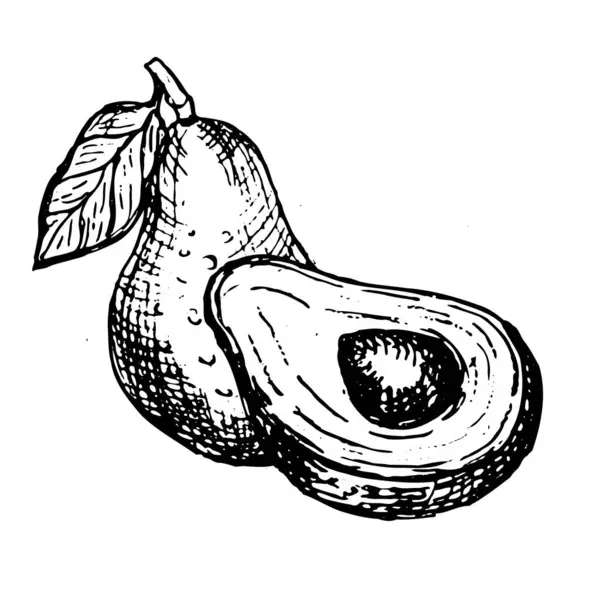 Avokado 'nun el çizimi vektörü tam ve yarısı izole. Örtüler ve ambalajlar için avakado 'nun gıda bitkisel bileşimi. Tropikal meyvelerin klasik çizimi.