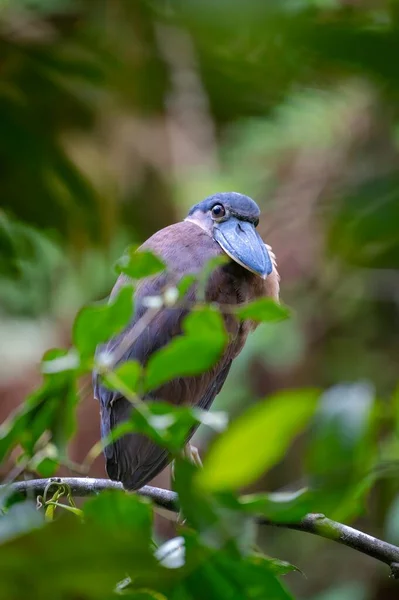 Boat-billed heron bird, perched on a tree trunk in Tortuguero, Costa Rica