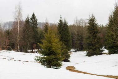 Pine forest in the mountains with snow