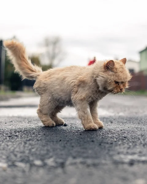 Πεινασμένη Χαμένη Γάτα Στο Δρόμο — Φωτογραφία Αρχείου