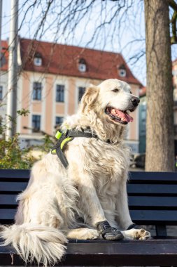 Labrador geri çekiliyor, kentte köpek oturuyor.
