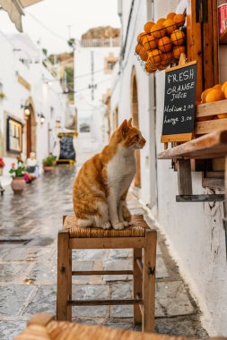 Yunan adasının caddesindeki bir kafede oturan başıboş kızıl kedi. 