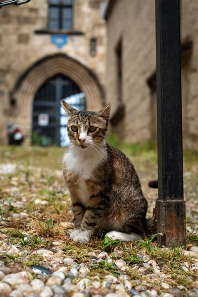 Grey Stray Cat Historical Street Rhodes Island Greece — Stock Photo, Image