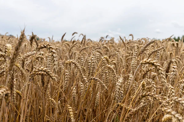 Campo Trigo Ucrania Cierre Trigo Comida Mundial Cosecha Tierras Agrícolas —  Fotos de Stock