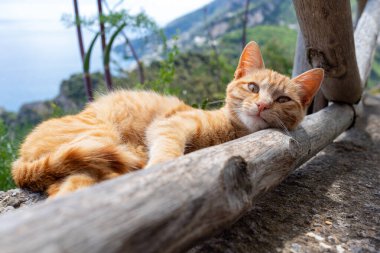 Parkta yatan neşeli kızıl kedi.
