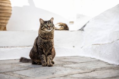 Yunan adasının caddesinde ilginç bir sokak kedisi 