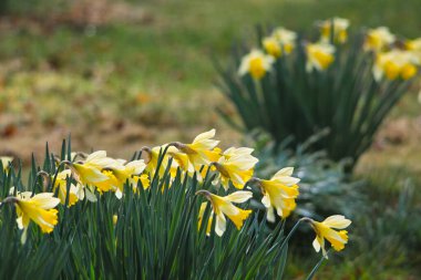 Sarı nergisler çiçek açtı, Narcissus.