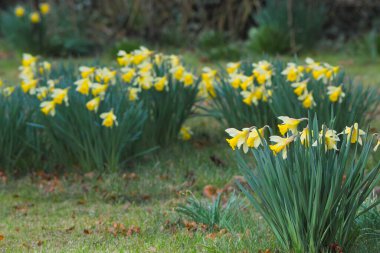 Sarı nergisler çiçek açtı, Narcissus.