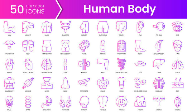 Set of human body icons. Gradient style icon bundle. Vector Illustration