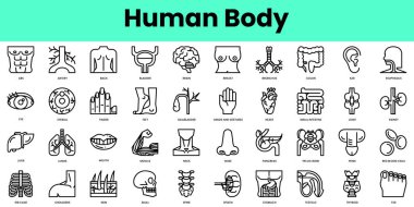 Bir grup insan vücut simgesi. Doğrusal biçim simgesi paketi. Vektör İllüstrasyonu