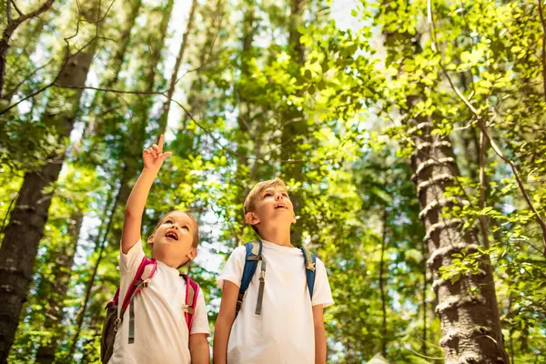 Çocuklar, kardeşlerim birlikte doğa ormanını keşfediyorlar. 