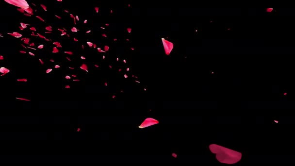 Rose Petals Sakura Cherry Blossoms Falling Stock Motion Graphics Animation — 비디오