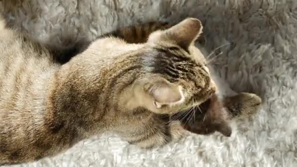 Katt Tar Hand Sin Kattunge Pet Motherhood Pet Moderskap Begreppsbilder — Stockvideo