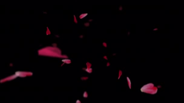 Cherry Rose Petals Falling Wind Güzel Animasyon Hisse Senedi Hareketleri — Stok video