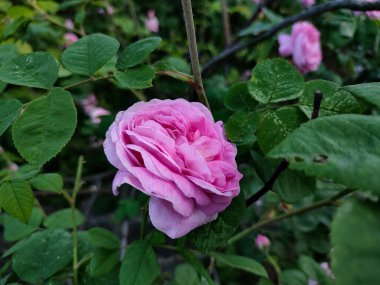 Bahçedeki pembe gül