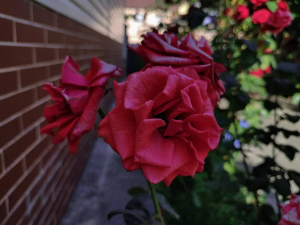 Çiçek Tarhında Kırmızı Güller — Stok fotoğraf