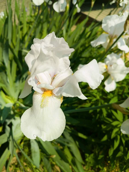 Çiçeklerin Arka Planında Beyaz Iris — Stok fotoğraf