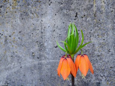 Gri arkaplanda Fritillaria emperialis 