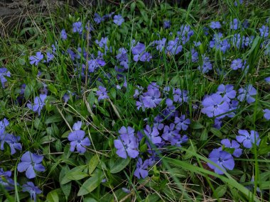 Çimenlerde bir sürü mor menekşe