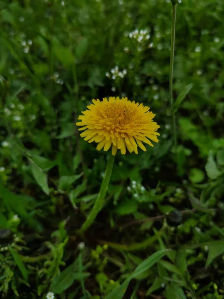 Ein Gelber Löwenzahn Gras Hintergrund — Stockfoto