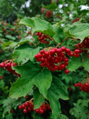  Yeşil yapraklı Viburnum dalları