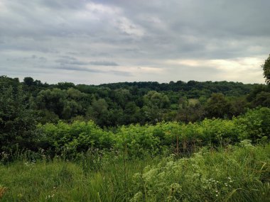 Ağaçların manzarası, yazın çalılar.