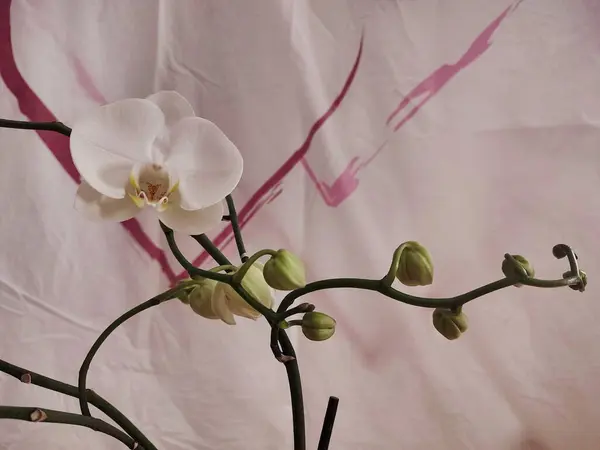 Biała Orchidea Gałązką Pączków — Zdjęcie stockowe