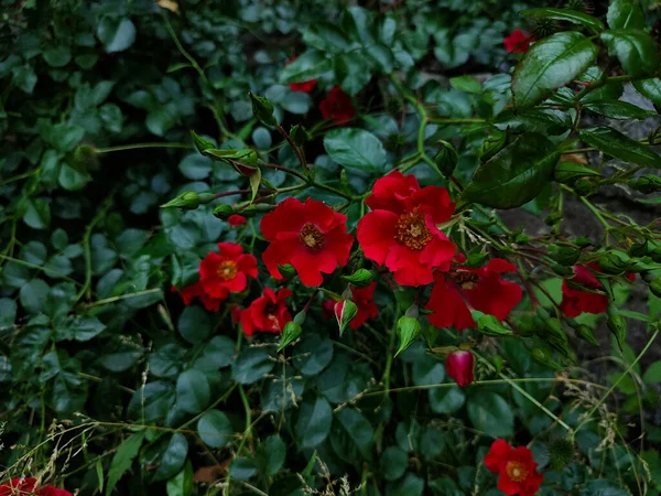 红罂粟在白天开花 — 图库照片