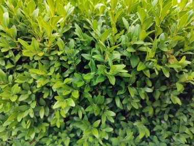 Dekoratif bir çalıdan yeşil yapraklar. Yaklaş.