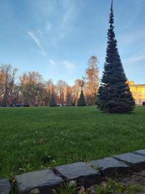 İlkbaharda çimlerde yetişen bir köknar ağacı.