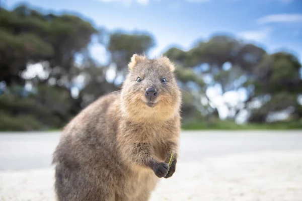 Najszczęśliwsze Zwierzę Quokka Uśmiecha Się Wita Cię Rottnest Island Perth — Zdjęcie stockowe