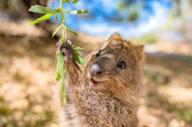 En mutlu hayvan quokka salıncaktan zevk alıyor ve çok mutlu, Rottnest Adası, Perth, Avustralya