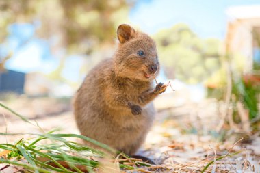 En mutlu hayvan quokka yemeğini yiyor ve çok mutlu, Rottnest Adası, Batı Avustralya