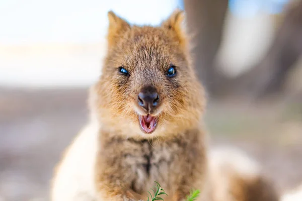 Happy animal quokka is winking at your and smiling, Rottnest island, Western Australia