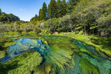 Mavi Bahar 'ın güzel mavi suları Yeni Zelanda' da Te Waihou geçidi.