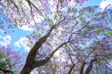 Güzel Jacaranda ağaçları ve çiçekler güneşli mavi bir gökyüzünde