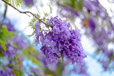 Perth, Batı Avustralya 'da Jacaranda' nın güzel çiçekleri