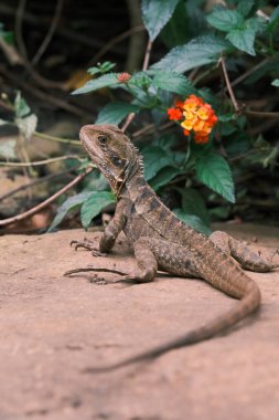Doğu su ejderhası Cairns Queensland, Avustralya 'da güzel lantana çiçekleri olan bir kayanın üzerinde dinleniyor.