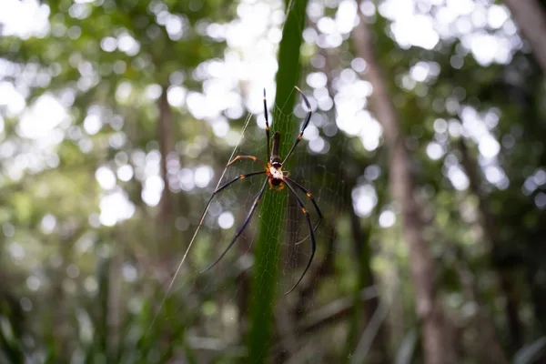 Εικόνα Της Χρυσής Σφαίρας Αράχνης Στο Δεντρολίβανο Τροπικό Δάσος Cairns — Φωτογραφία Αρχείου