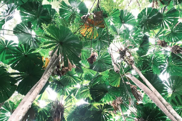 Prachtige Palmbomen Van Laag Daintree Regenwoud Vanuit Lage Hoek Cairns — Stockfoto