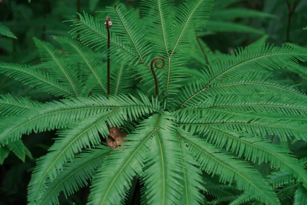 Beautiful Fern Palm Tree Queensland Australia — Stock Photo, Image