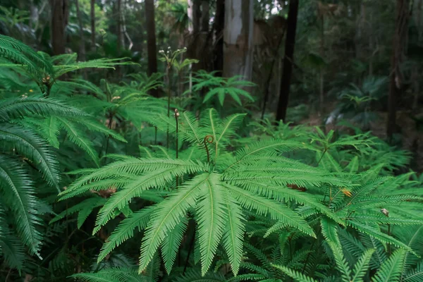 Belle Fougère Palmiers Forêt Parc National Springbrook Queensland Australie — Photo