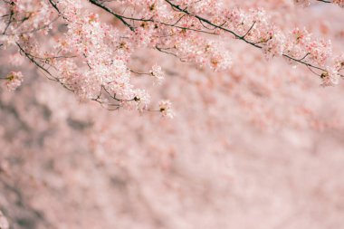 Güzel kiraz çiçeklerinin dalları, bulanık kiraz çiçeklerinin güzel pembe arka planıyla çiçek açıyor.