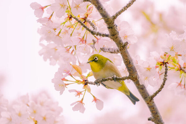 A silvereye bird is curiously looking on a branch of cherry blossom tree in spring of Japan