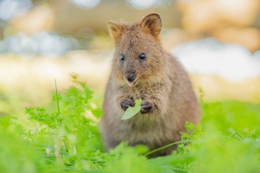 Quokka, en mutlu hayvan Batı Avustralya 'daki Rottnest Adası' nda lezzetli bir yaprak yemeğinin tadını çıkarıyor.