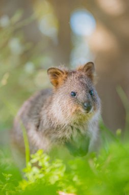 En mutlu hayvan, Quokka çimlerin üzerinde mutlu bir şekilde oturuyor, portre çekimi, Rottnest Adası, Batı Avustralya